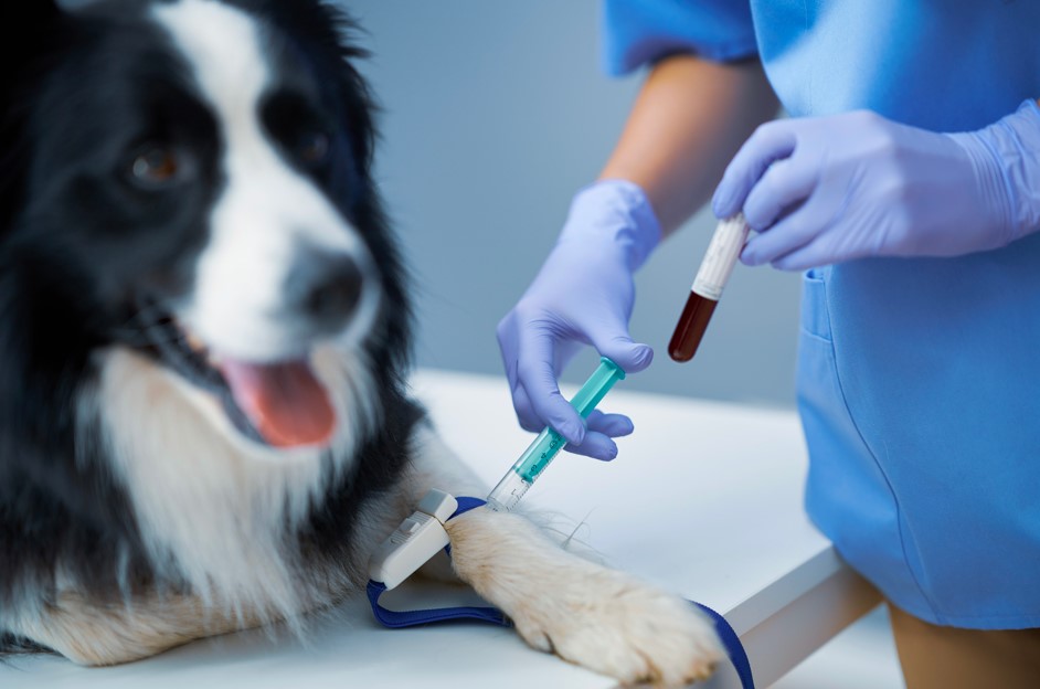 Os exames laboratoriais veterinários são ferramentas essenciais para o diagnóstico e monitoramento 
                            da saúde dos animais. Eles ajudam a identificar doenças, avaliar funções orgânicas e verificar o 
                            estado nutricional. Os tipos mais comuns de exames incluem hemogramas, que analisam células sanguíneas; 
                            bioquímicas, que avaliam a função de órgãos; e exames de urina, que fornecem informações sobre o 
                            metabolismo e possíveis infecções. A coleta é rápida e pode ser realizada em consultórios ou clínicas 
                            especializadas. Os resultados dos exames auxiliam os veterinários a estabelecer um diagnóstico preciso 
                            e a planejar o tratamento adequado, contribuindo para o bem-estar e a qualidade de vida dos pets.