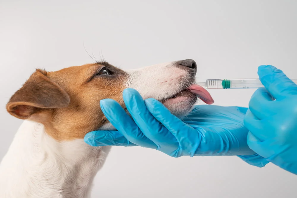 A medicação em animais é um aspecto crucial do cuidado veterinário, utilizado para tratar doenças, aliviar dor
                        e promover a recuperação. Os veterinários prescrevem medicamentos de acordo com o diagnóstico, considerando 
                        fatores como o tipo de animal, peso e condições de saúde. As opções de medicação incluem antibióticos, anti-inflamatórios, 
                        analgésicos e medicamentos para condições crônicas, como diabetes e doenças cardíacas. É fundamental que os tutores 
                        sigam rigorosamente as orientações sobre dosagem e frequência, além de estar atentos a possíveis efeitos colaterais. 
                        O uso adequado de medicamentos não só melhora a saúde dos pets, mas também garante uma recuperação mais rápida e eficaz, 
                        contribuindo para o bem-estar geral dos animais.