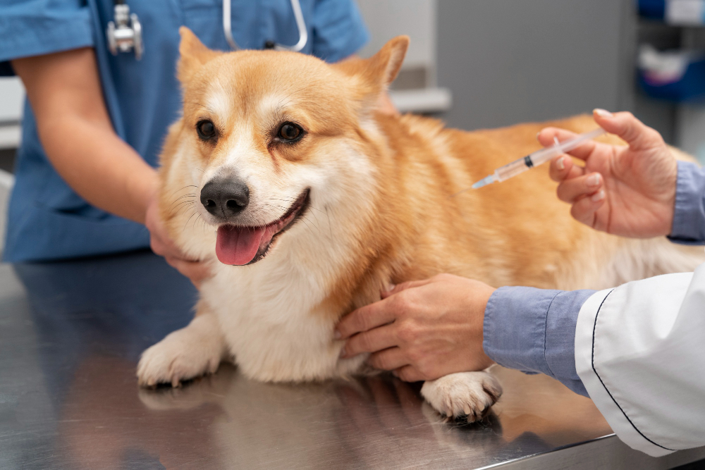 A vacinação veterinária é uma medida preventiva crucial para proteger a saúde dos animais de estimação. 
                            As vacinas estimulam o sistema imunológico a reconhecer e combater patógenos, prevenindo doenças contagiosas 
                            que podem ser graves ou até fatais. Existem vacinas essenciais que todos os pets devem receber, 
                            como as contra raiva, parvovirose e cinomose, além de vacinas recomendadas de acordo com a região 
                            e o estilo de vida do animal. É importante seguir o calendário vacinal indicado pelo veterinário, 
                            garantindo a imunização adequada desde filhote até a idade adulta. A vacinação não apenas protege os animais, 
                            mas também contribui para a saúde pública, reduzindo a disseminação de doenças.